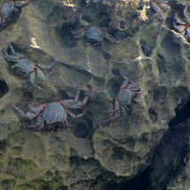 Crabs in Atacames